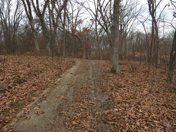 view of part of the white oak timber of wapello county Iowa hunting land and home for sale