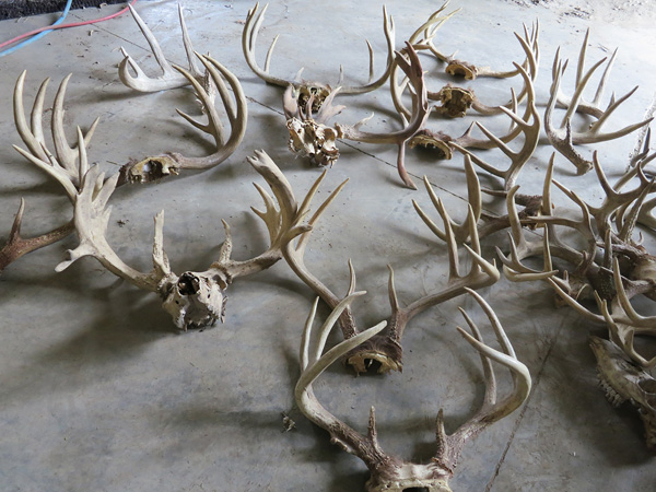 view of deer antlers off wapello county Iowa farm for sale