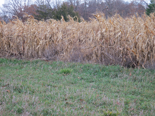 view of cornfield food plot Wapello county Iowa