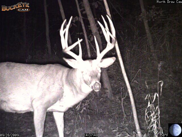 2010 trail camera photo of buck number 3