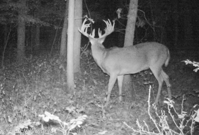 Here is a trail camera picture of the Iowa buck they call Junkyard.