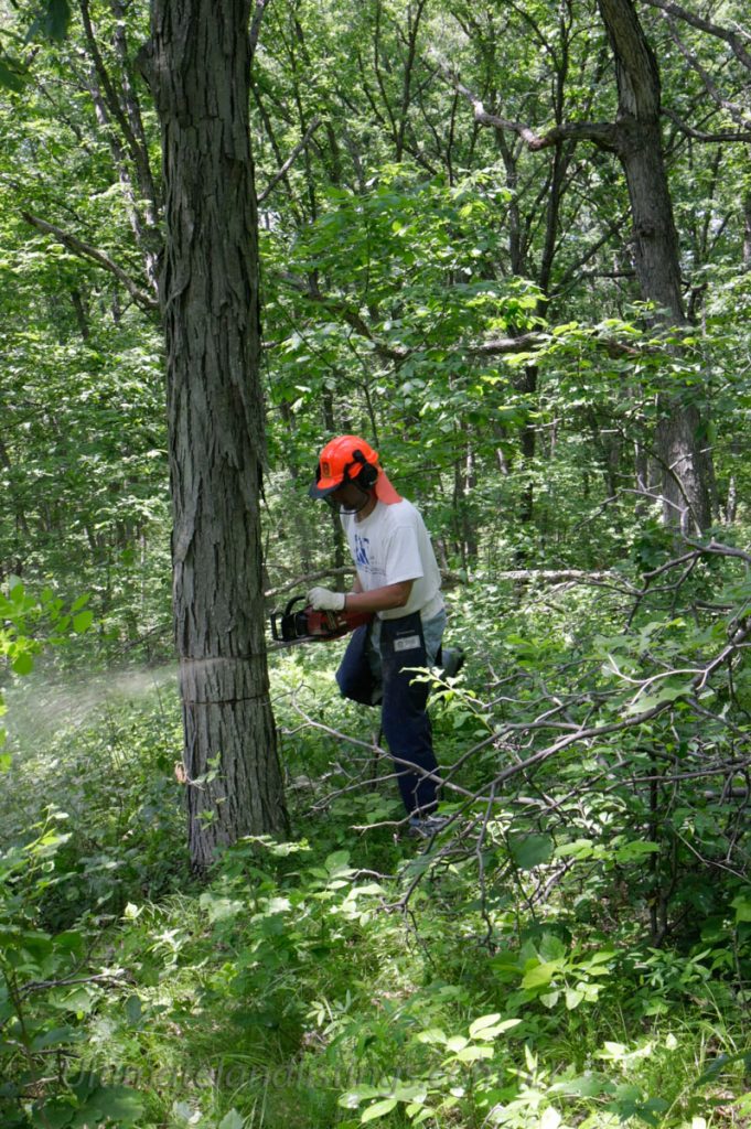 Man cutting tree with chainsaw in Iowa.