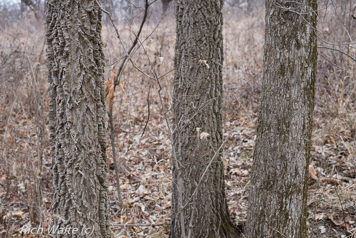 Hackberry tree -- left side. In Iowa, hackberry tree photo to help with wintertime Iowa tree identification.