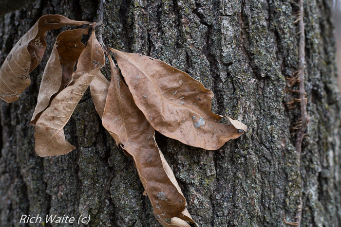 Picture of shingle oak leaves. Helps with Iowa wintertime tree identification.