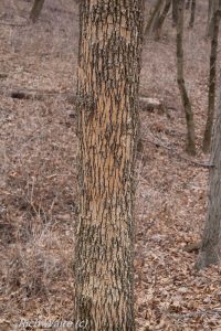 Picture of ironwood tree in Iowa for wintertime tree identification.