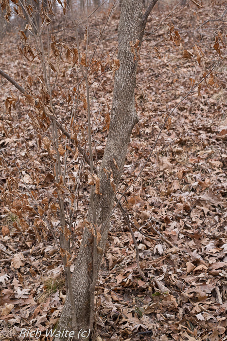 Picture of Iowa ironwood tree.