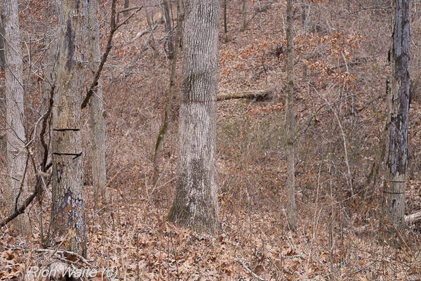Picture of an Iowa timber showing tsi.