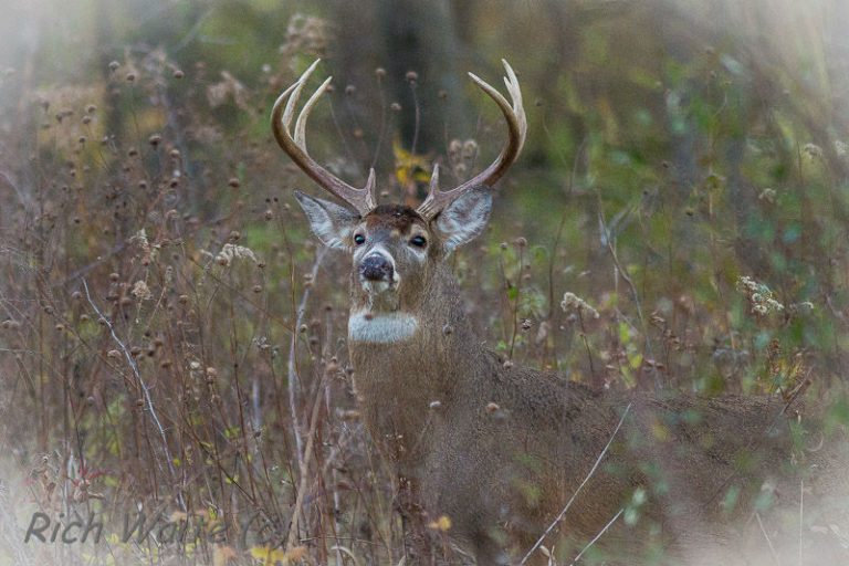 Hunting Iowa Wildlife with a Camera | Iowa Wildlife Habitat Services